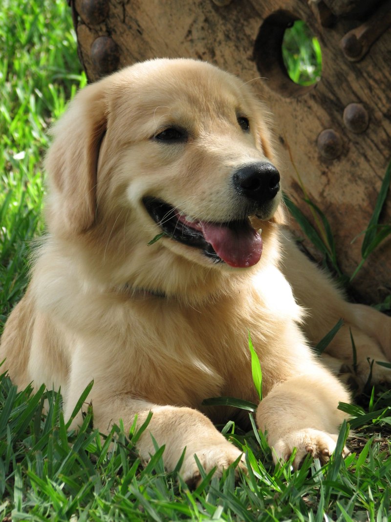 Лабрадор Golden Retriever