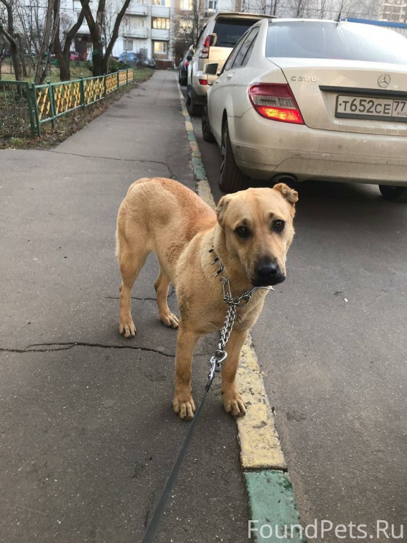 Собака Белла