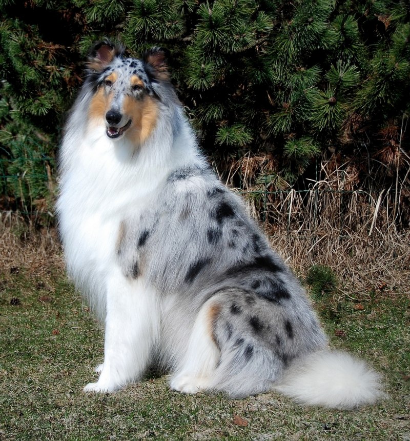 Колли мраморная