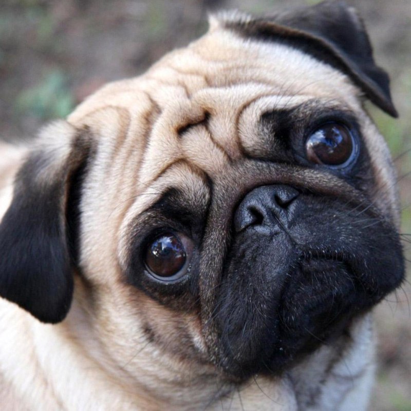Dawg Мопс