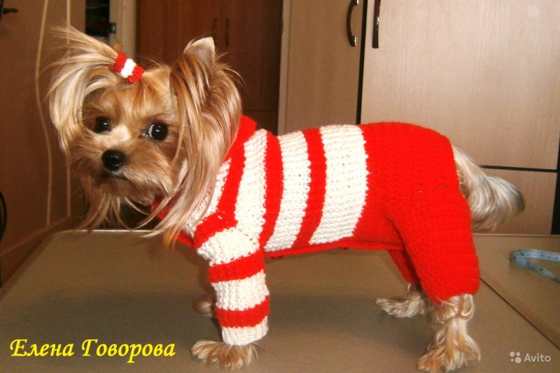 Собачки девочки дорогие для вязки