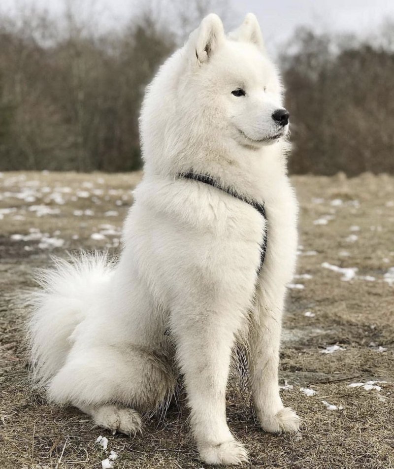 Лайка самоед щенок
