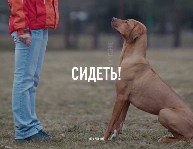 Собака выполняет команды