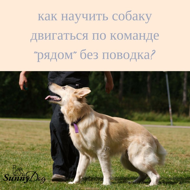Интересные команды для собак