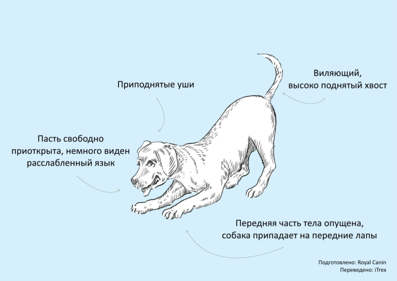 Язык поз у собак