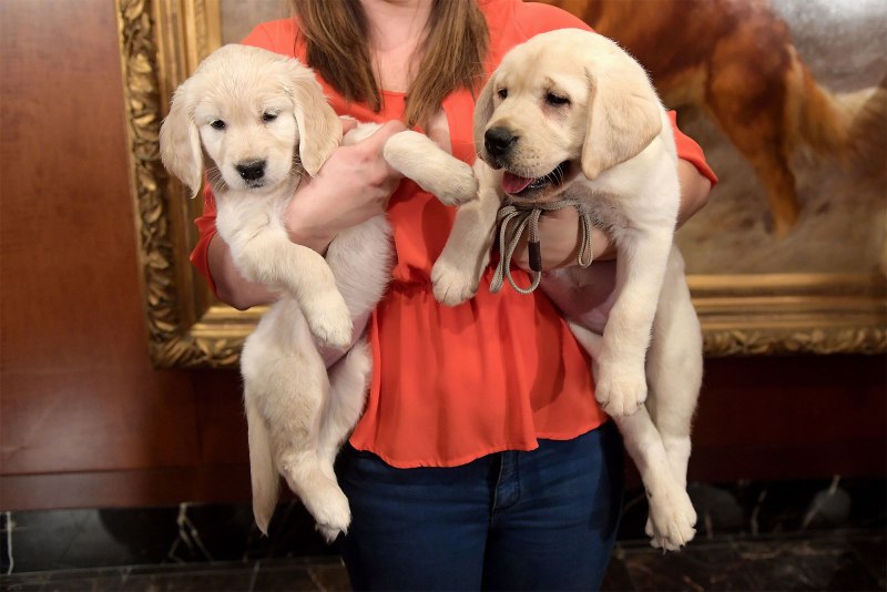 Labrador лабрадор нашкодил