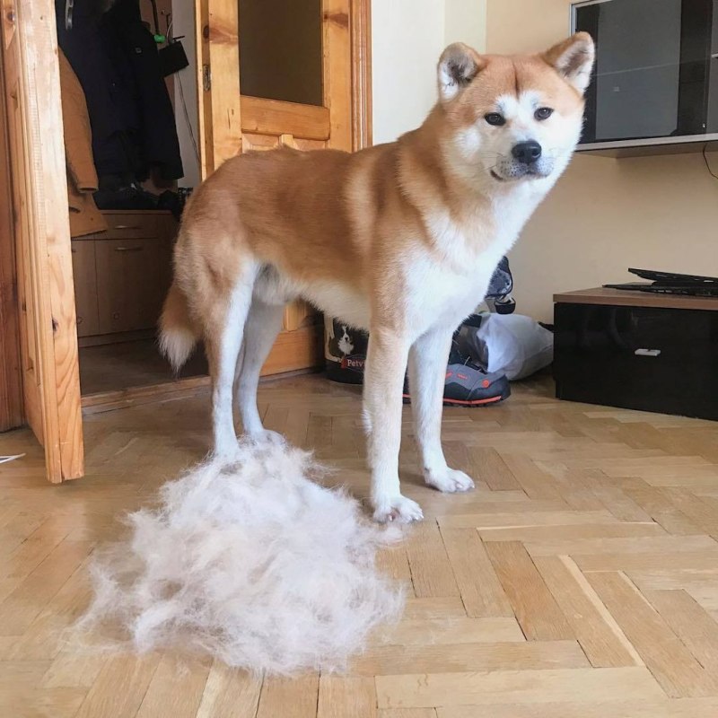 Дом для собаки