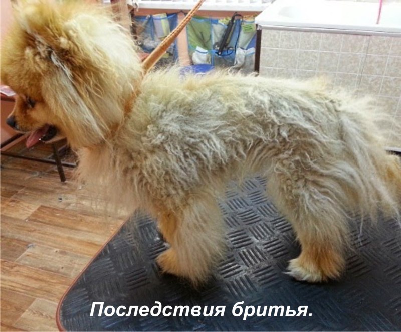 Валяние шерсти померанский шпиц