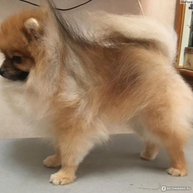 Линька у шпица