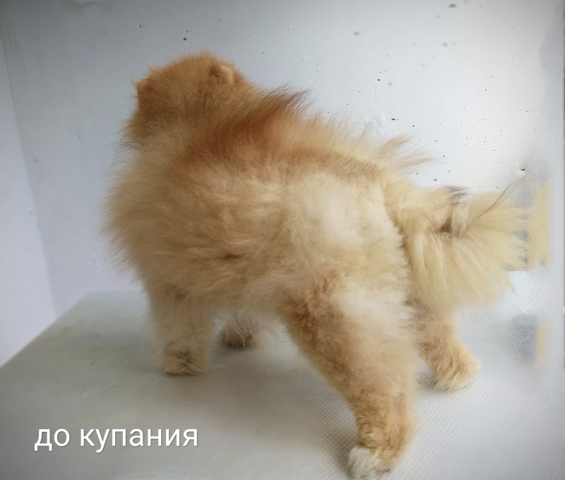 Попа шпица
