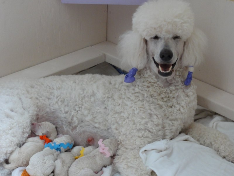 Poodle Kaniş