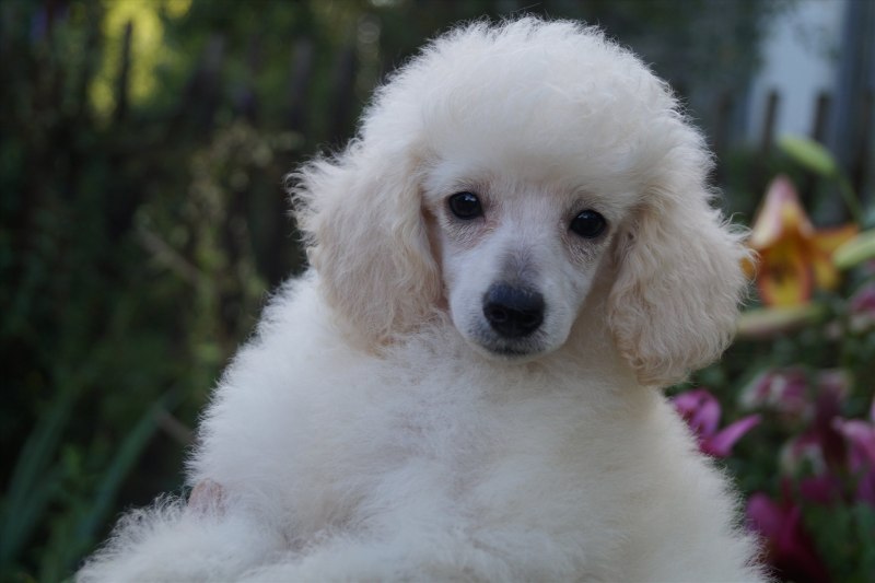 Caniche перевод