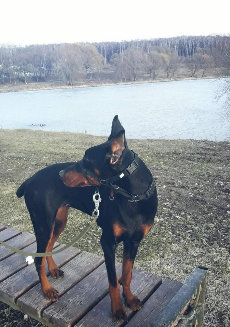 Доберман вес