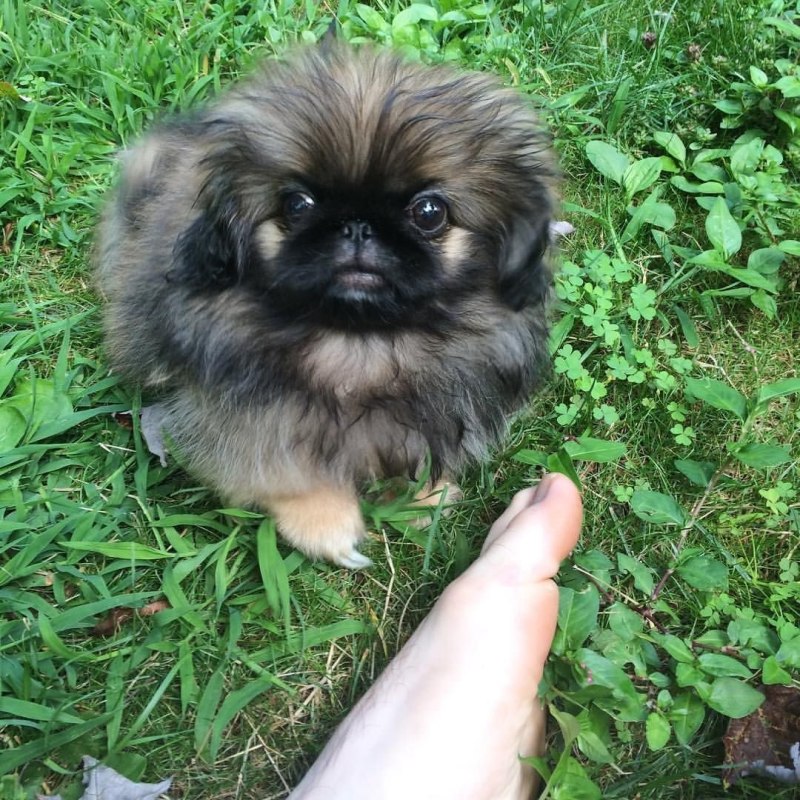 Собачка Пекинес