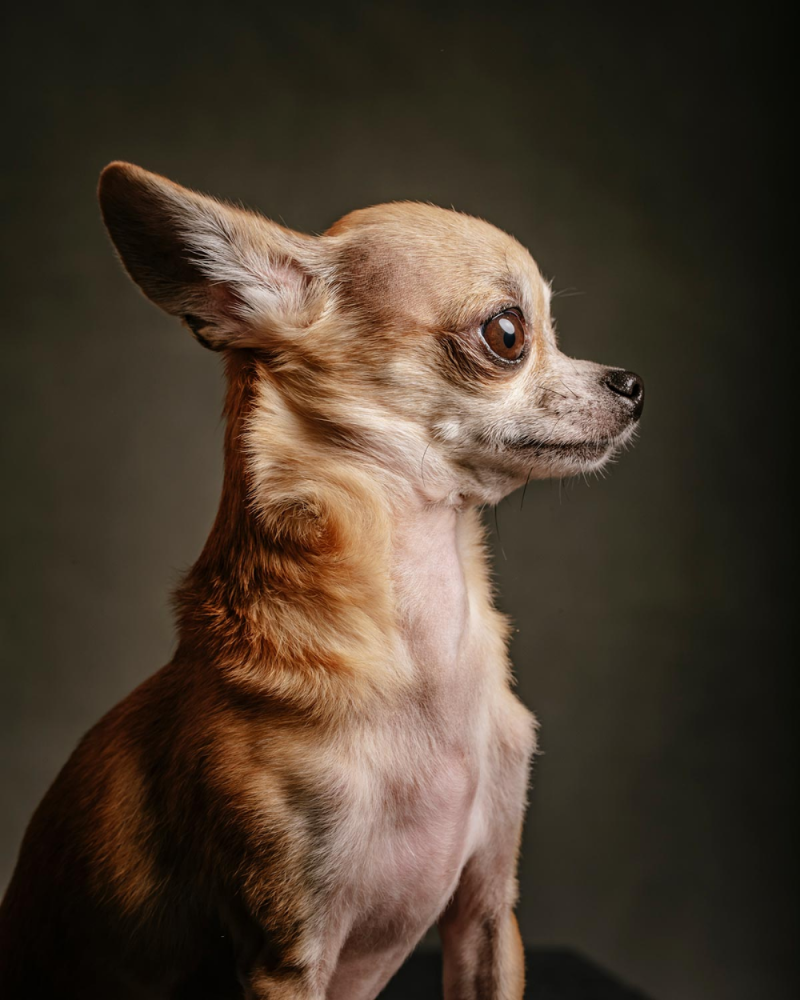 Породы собак похожие на чихуахуа фото