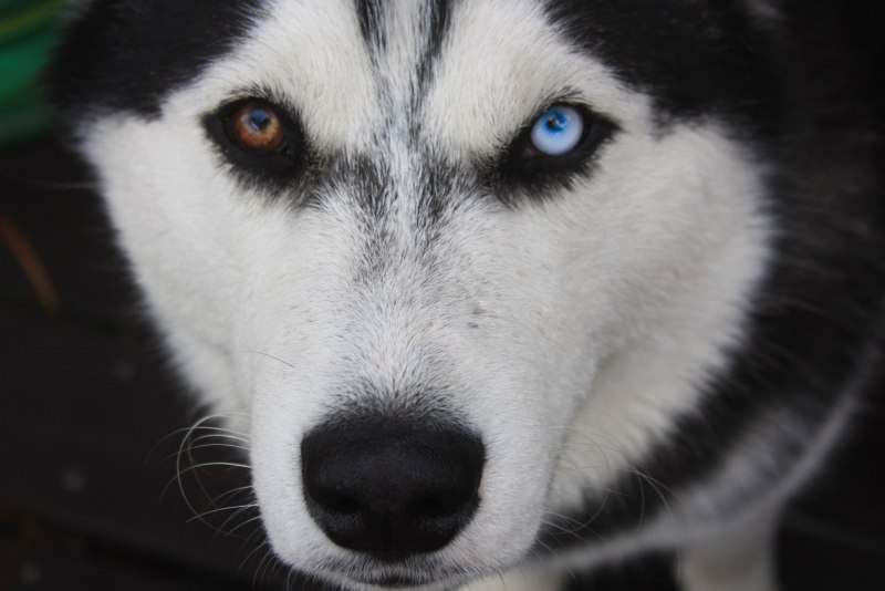 Husky Blue Eyes
