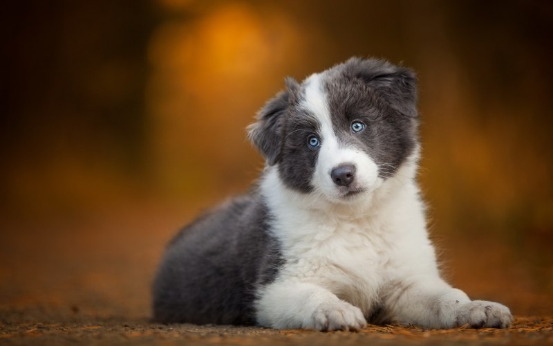 Шотландская колли