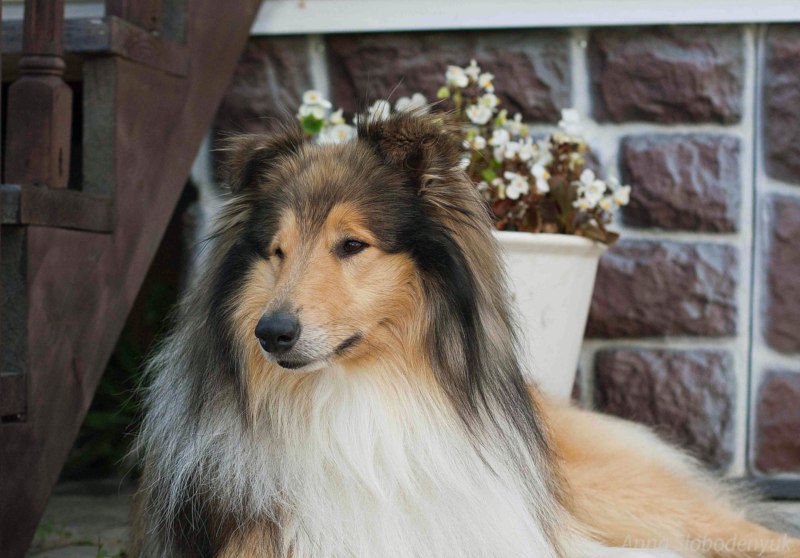 Собачка колли