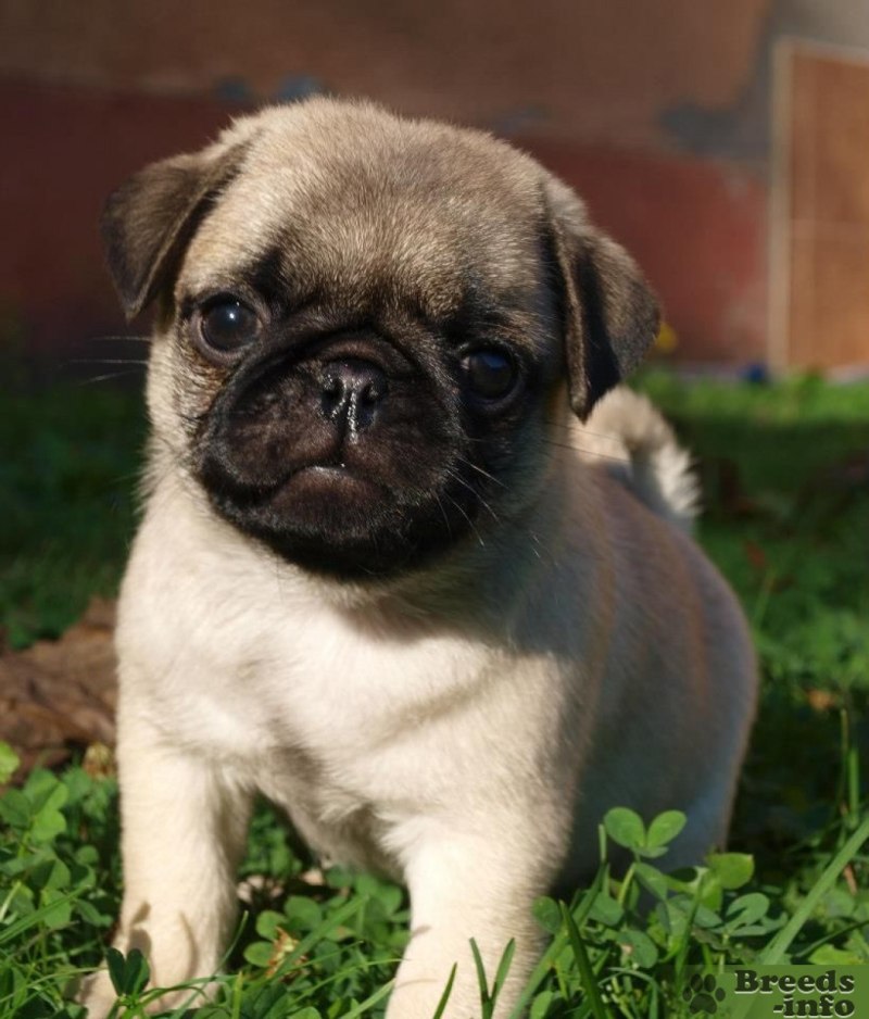 Pug Мопс