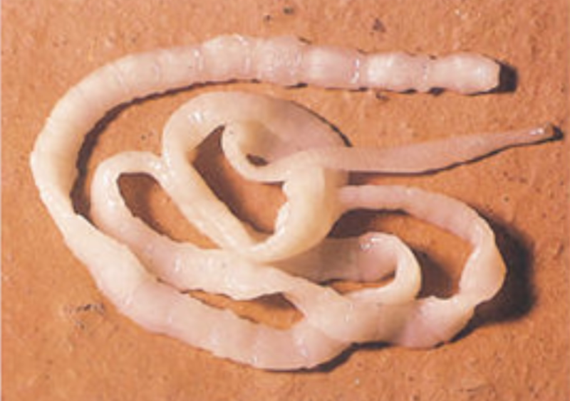 Nematodirus spathiger