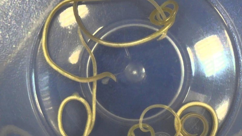 Trichuris Vulpis у собак
