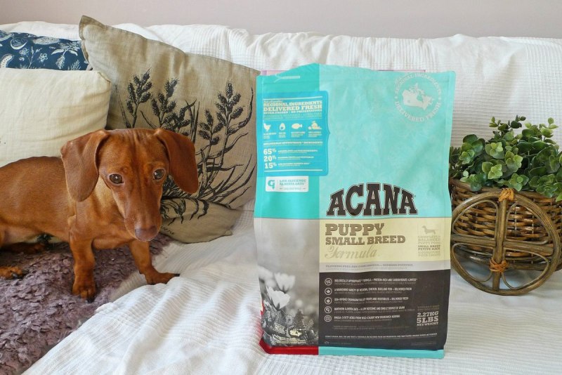 Acana Puppy small Breed