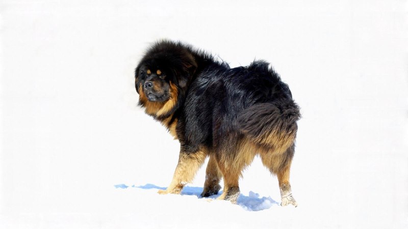 Питомник тибетских мастифов Юлия