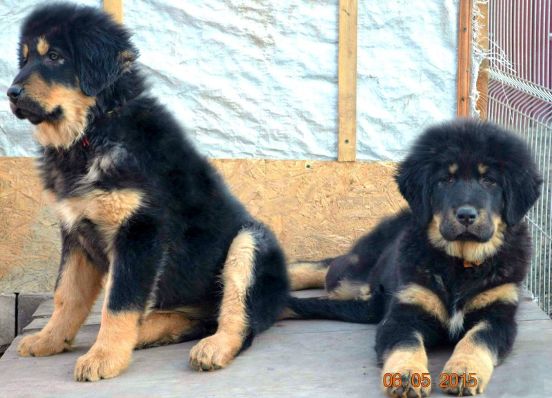Собака мастиф тибетский черный