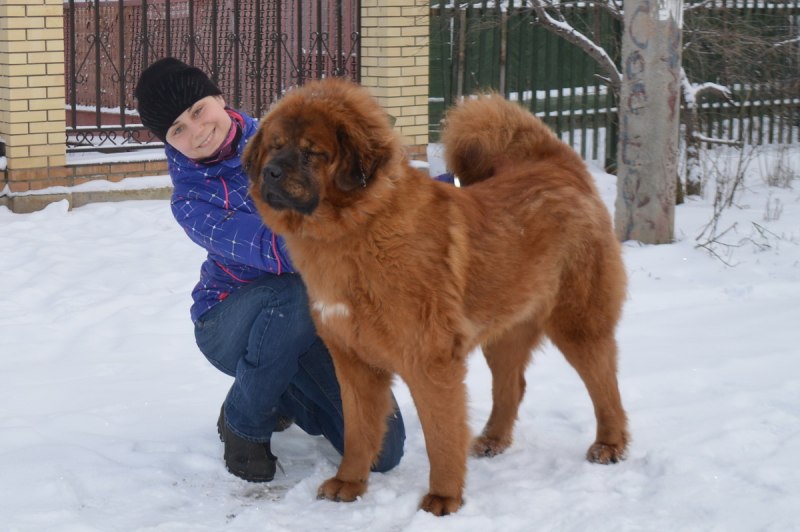 Метис мастифа