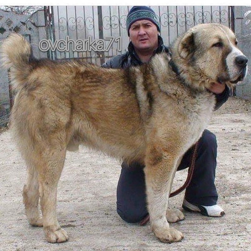 Тибетский мастиф бабуся