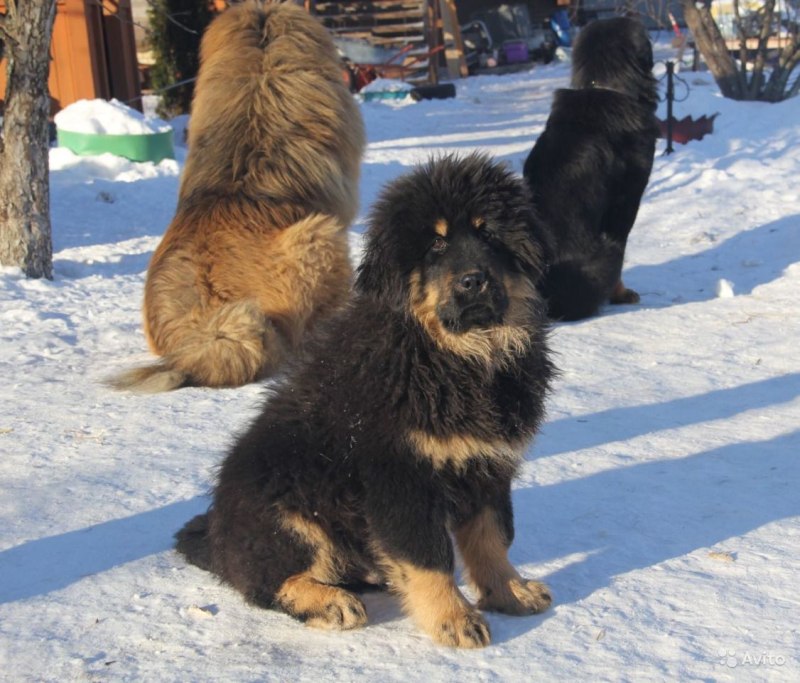 Кавказский мастиф