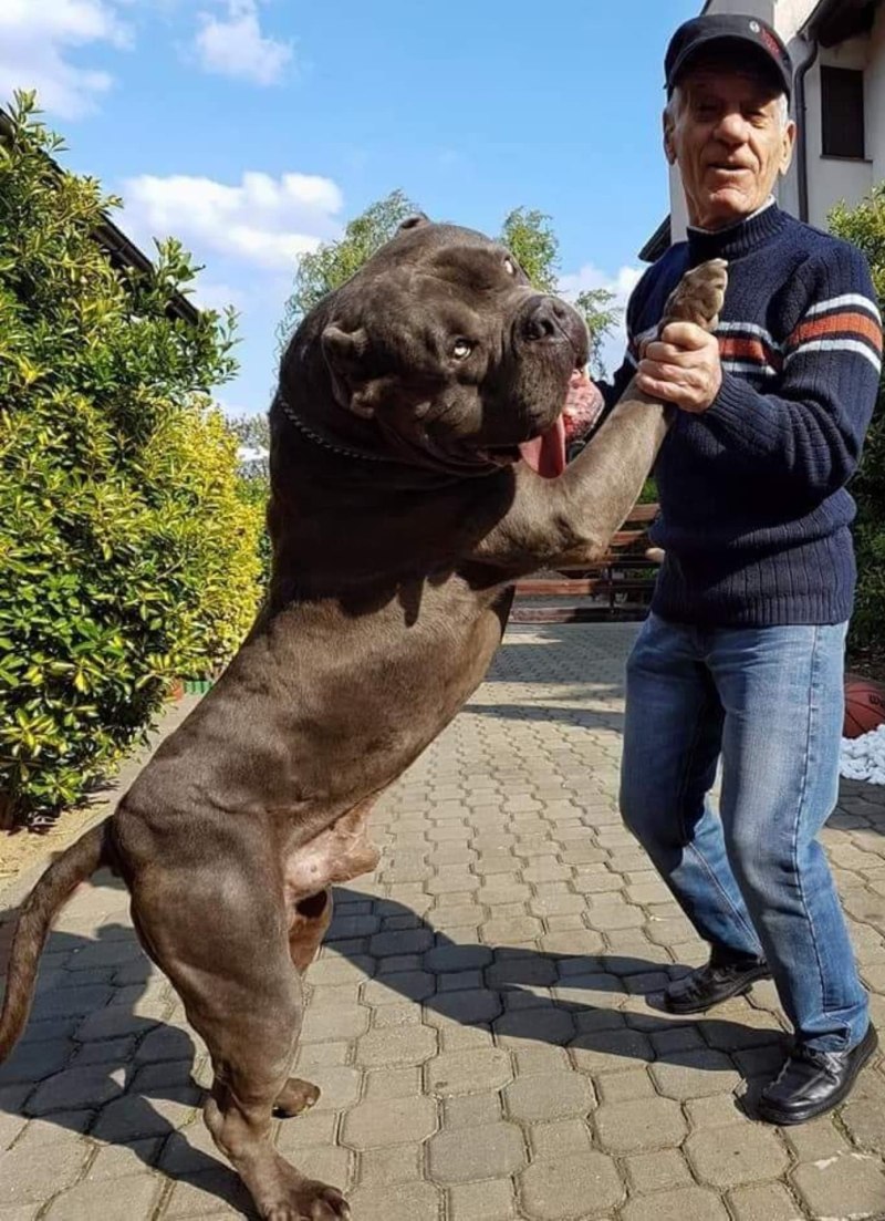 Кане Корсо Цербер