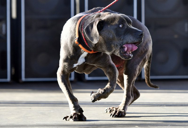 Presa Canario порода собак