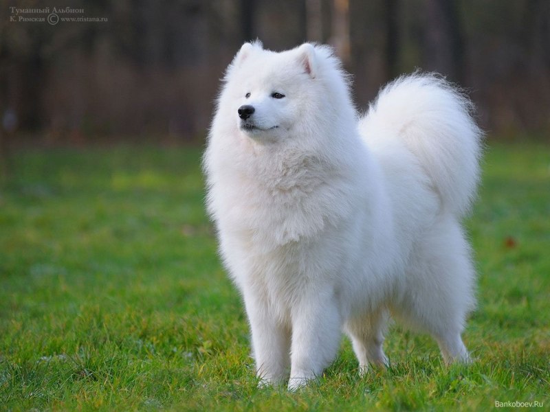 Самоед собака фото