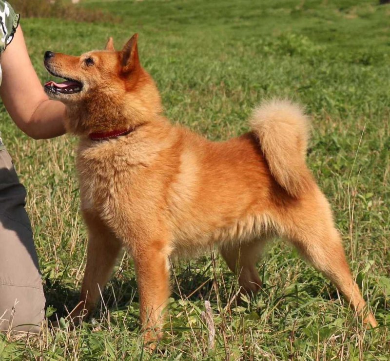 Лапландский шпиц