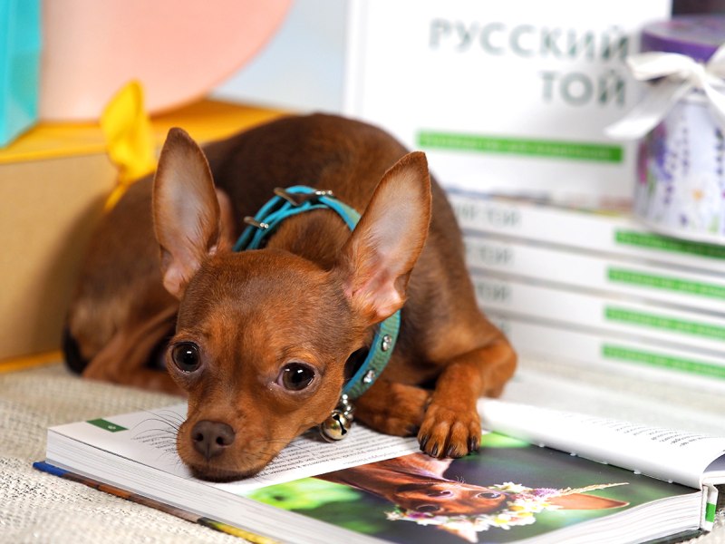 Чихуахуа откормленная