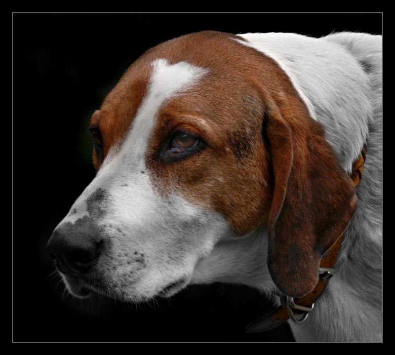 Харьер (заячья гончая)