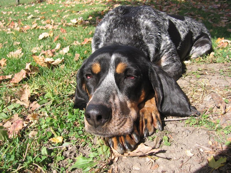 Bluetick Coonhound Hunting