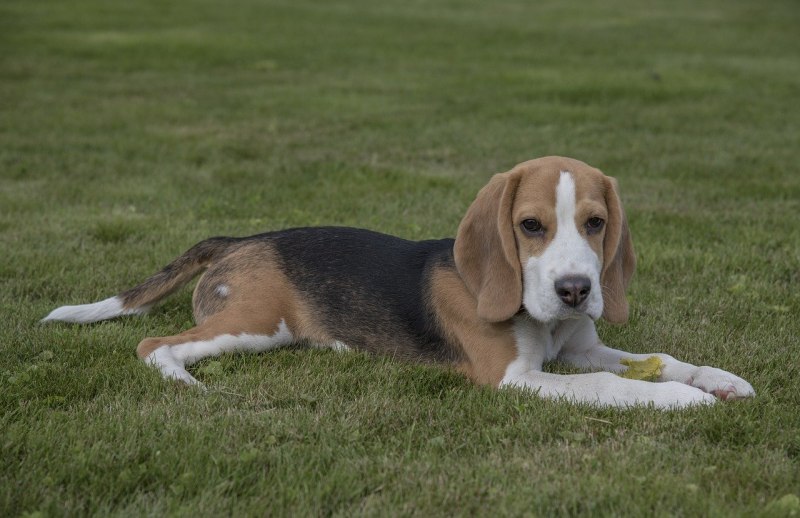 Beagle гончая