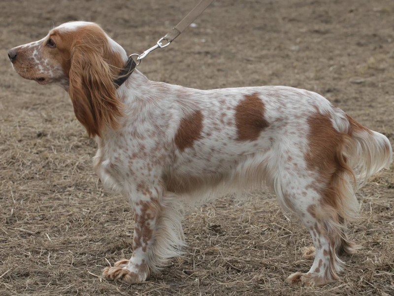 Пегий спаниель