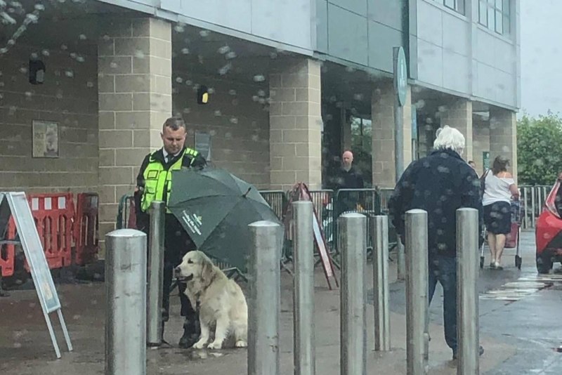 Сторож вой пес. Зонт для собак. Guard Dog Security 6000000. Фото - зонт над собакой от дождя. Мужчина держит зонт над собакой.