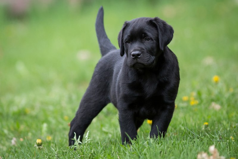 Лабрадор Retriever