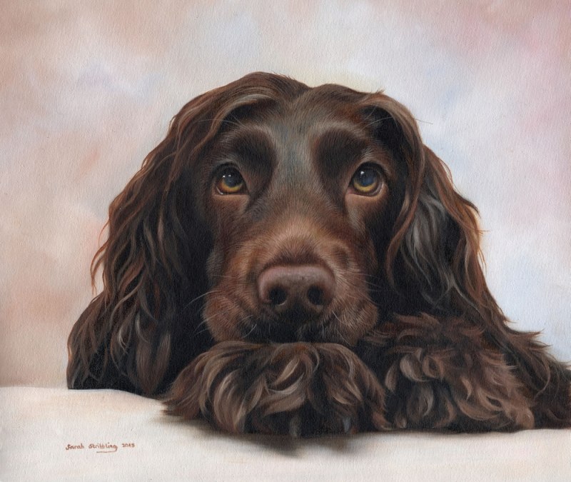 Кокер спаниель Art