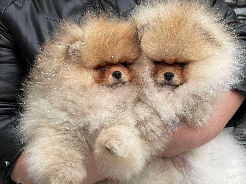Немецкий померанский шпиц мини