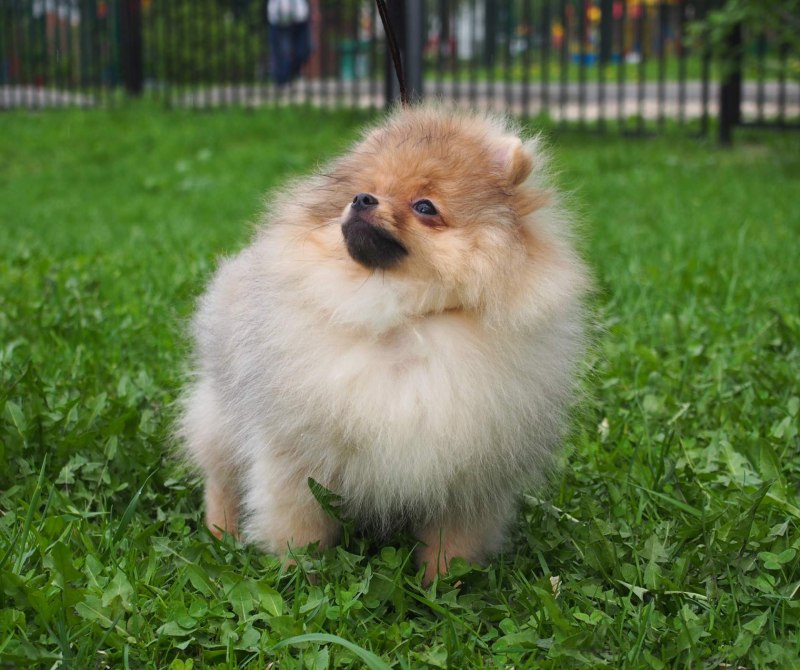 Шпиц щенок померанский миник