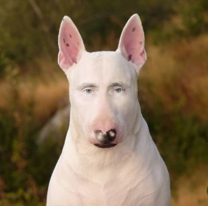 Борзая Грейхаунд кори