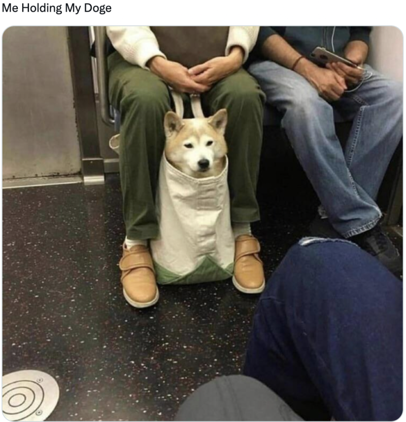 Собачья жизнь Бейли
