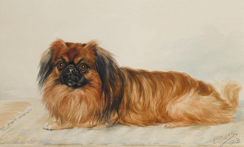 Carl Reichert Пекинес