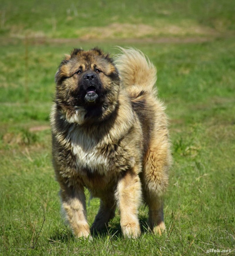Caucasian Shepherd щенки