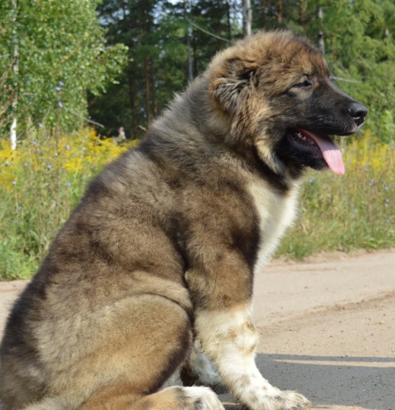 Кавказская овчарка